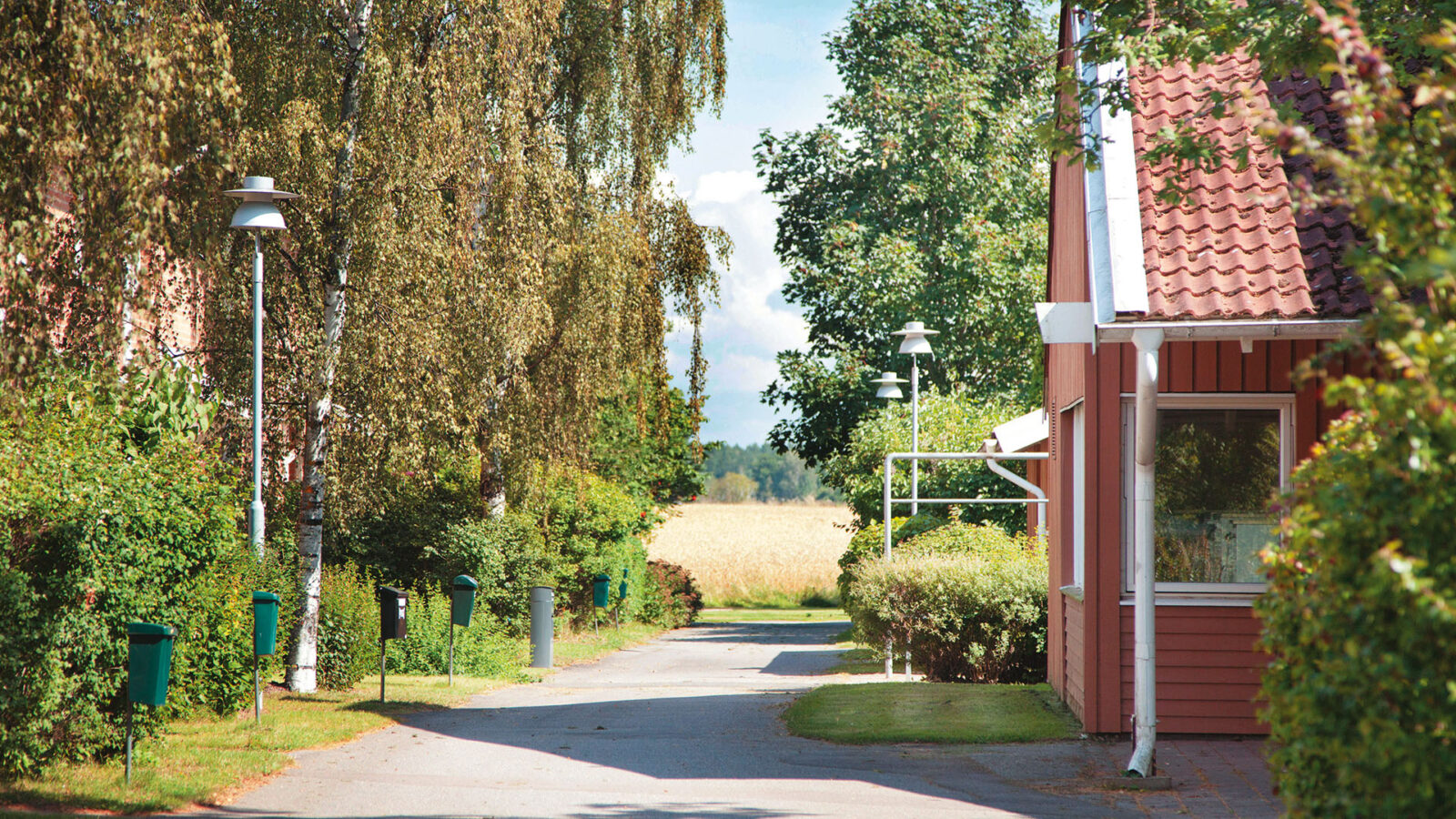 Stora träd längs liten väg