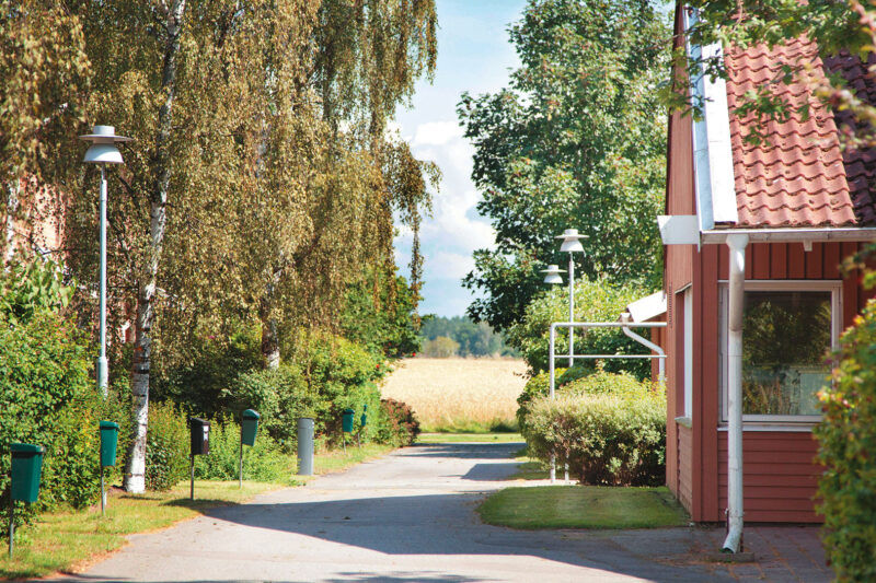 Stora träd längs liten väg